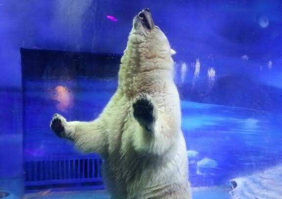 China aquarium refuses to deliver ‘sad bear’ Pizza to UK