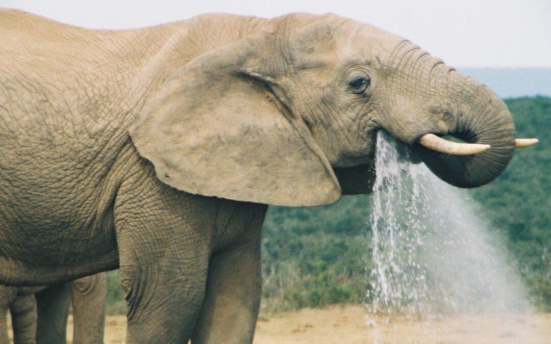 Did you know an elephant’s trunk can hold over 5 litres of water