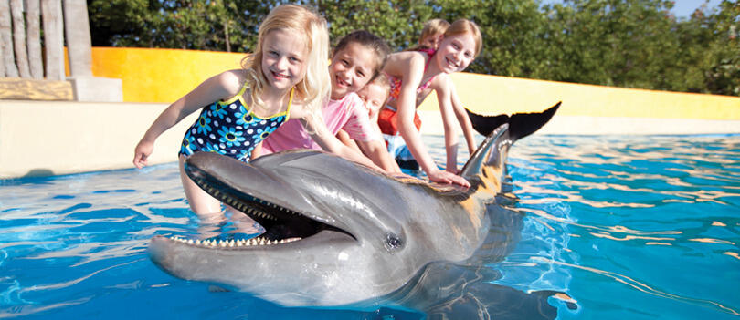 Delfines jugando con niño.