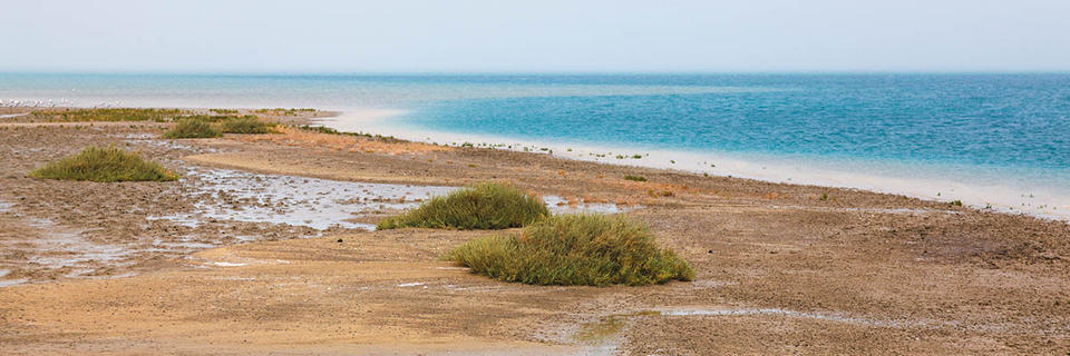 Kuwait’s coastal line rich with wetlands