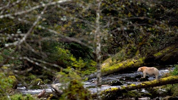 Private land within Great Bear Rainforest donated for conservation