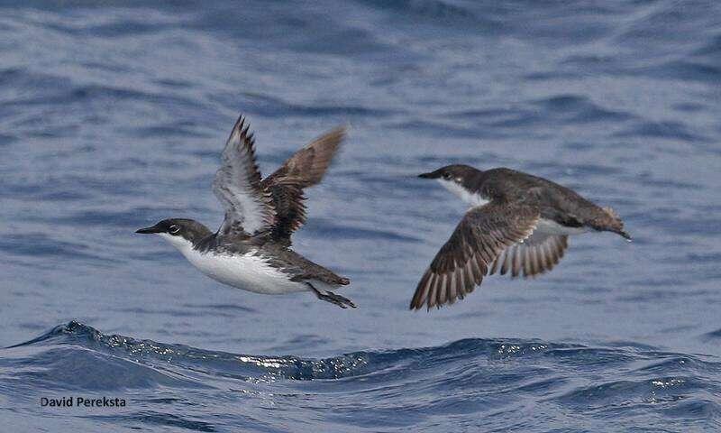 Island restoration supports conservation of two Pacific seabird species