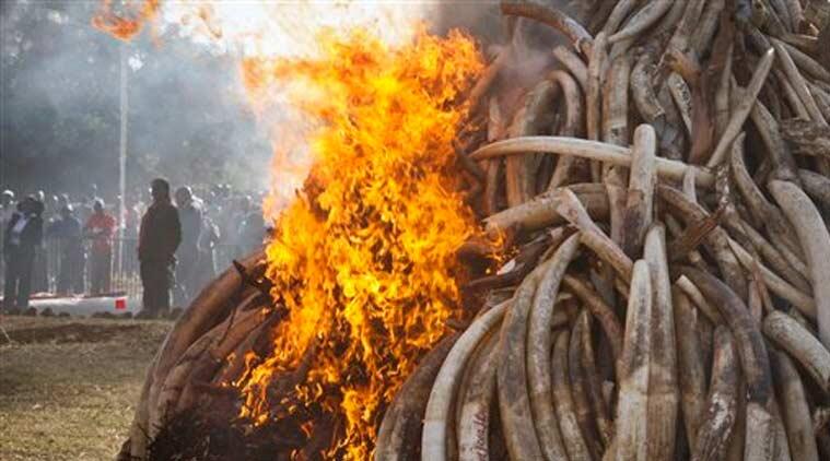 International environment group to vote on urging countries to close ivory markets