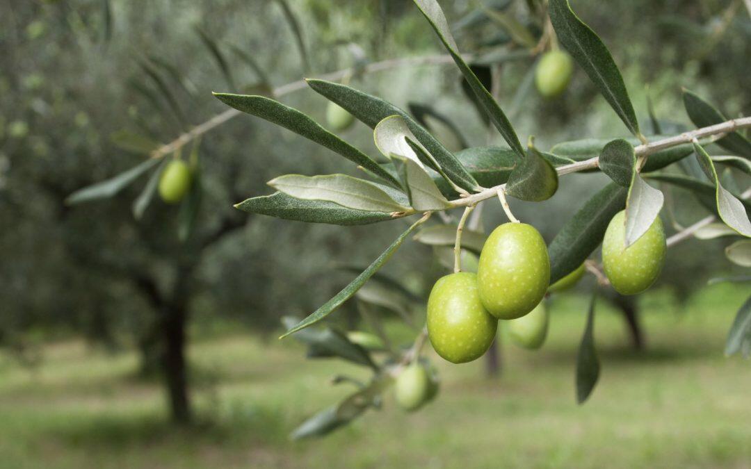 As Promising Harvest Nears in Italy, Favorable Conditions for the Olive Fruit Fly Too