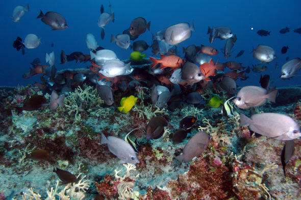 Applause for President Obama for Bringing Strong Conservation Message to Hawai’i