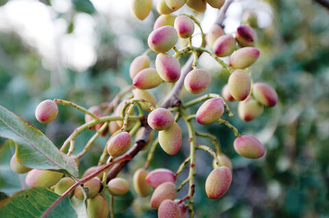 Iran pistachio farms are dying of thirst