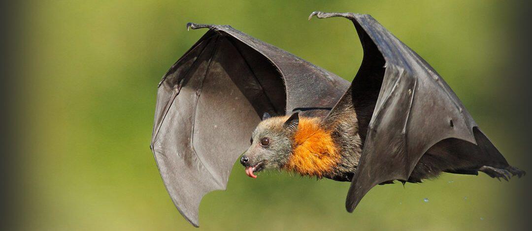 Le bruit humain oblige la chauve-souris de changer de tactique pour chasser