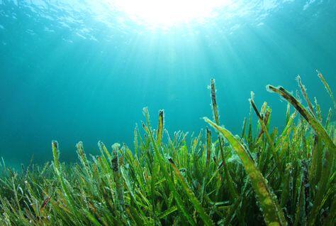 Bahrain launches pilot study to restore seagrass environment