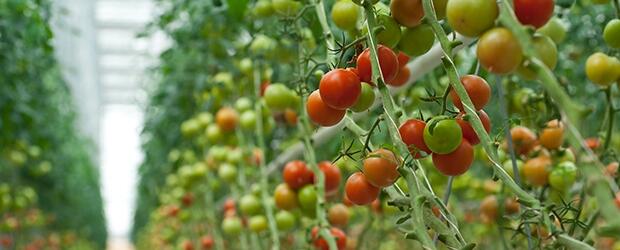 Weather damage: first estimates for Spanish tomato growers