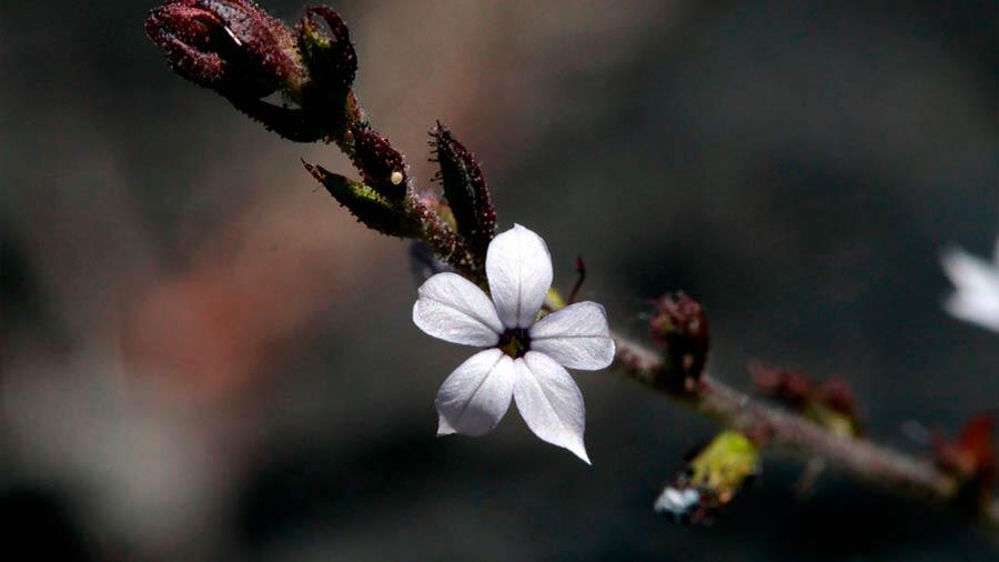 Científicos del IPN indagan potencial de una planta mexicana para tratar cáncer de próstata y matriz