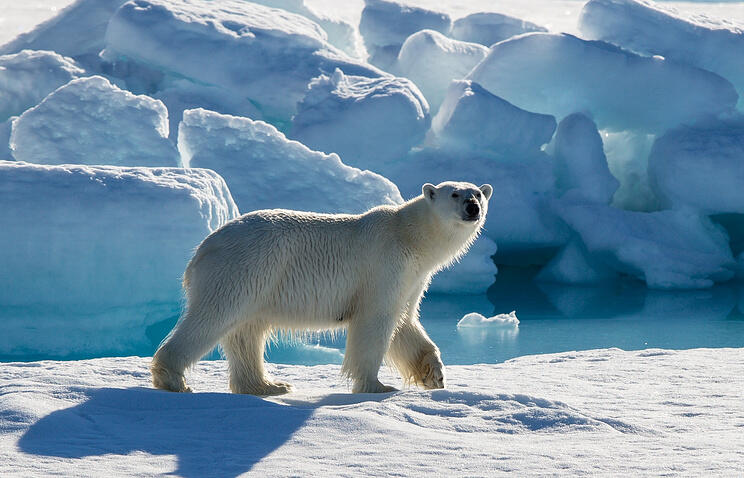 Electric fences to protect Arctic settlements from polar bears