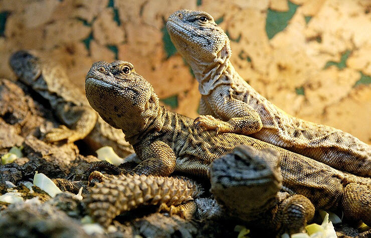 Student detained at Moscow airport with 30 reptiles in luggage