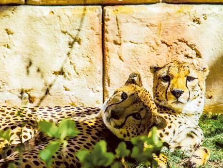 Cheetah cub the new art sensation in the UAE