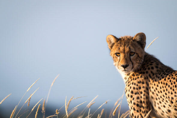 Cracking Down on the Pet Cheetah Trade