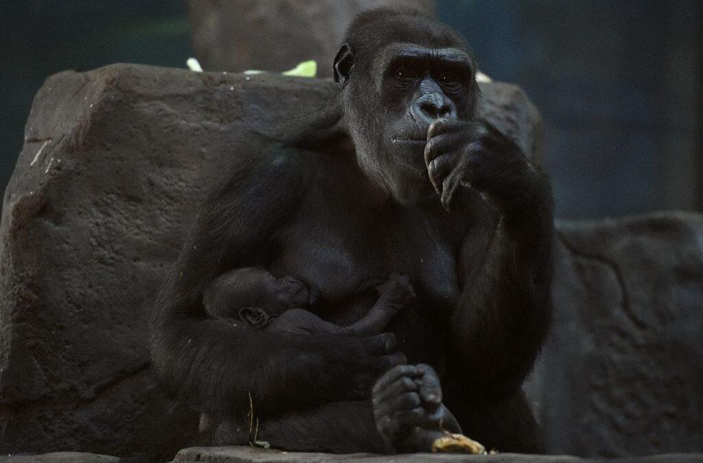 David Attenborough calls for peepholes in zoos