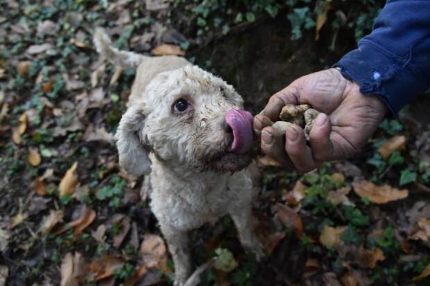 Hunting gastronomic gold in Italy’s truffle country