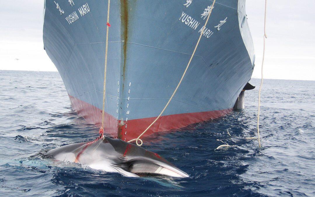 Japan to face criticism at international summit for flouting whaling ban