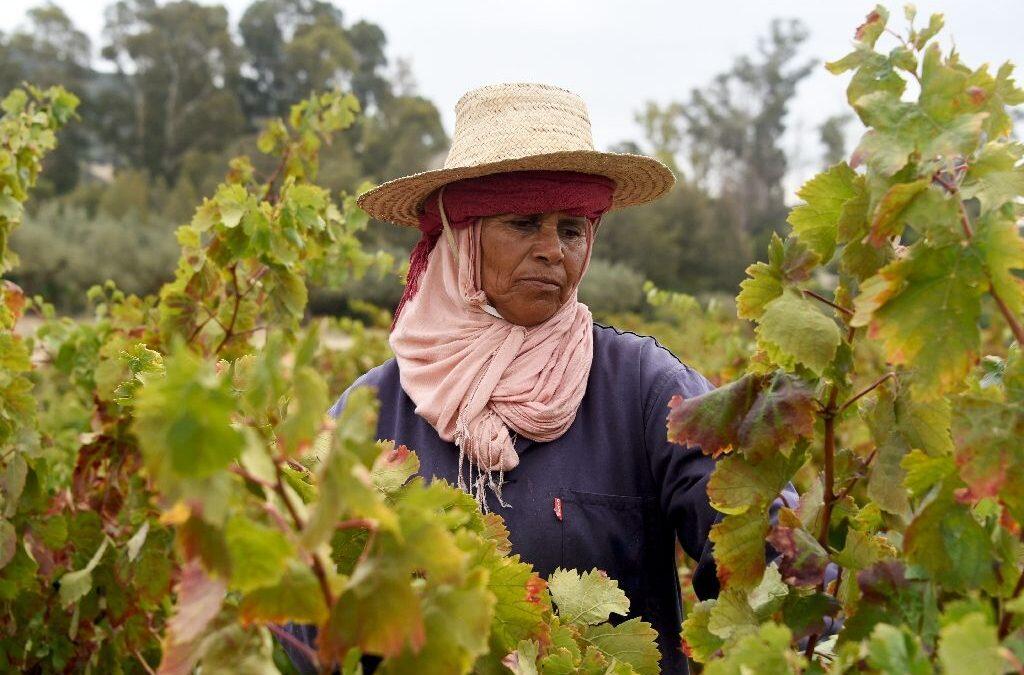 Tunisia looks to branch out into wine tourism