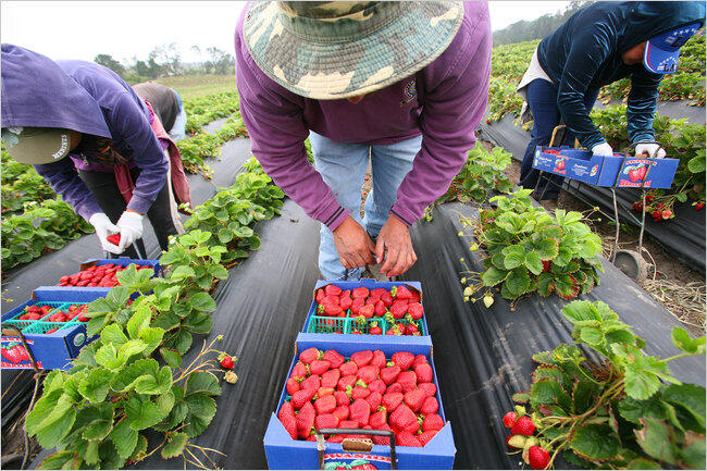 Spain: Heat delays strawberry planting in Andalusia