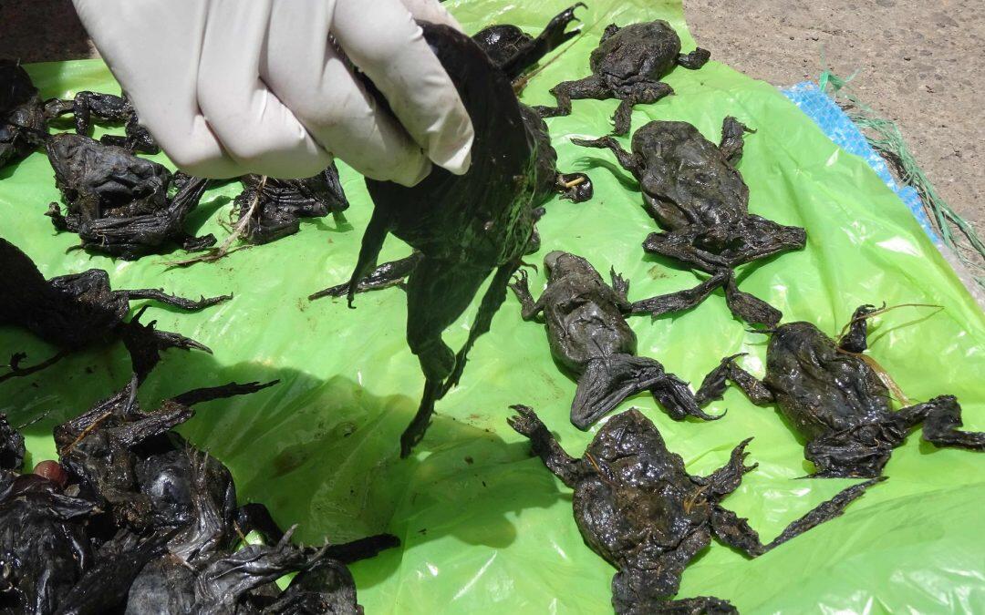 Scientists investigate death of 10,000 endangered ‘scrotum’ frogs in Peru