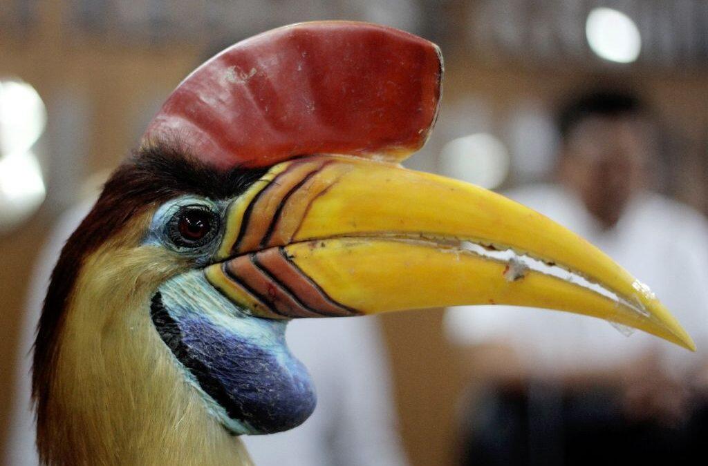 Craze for hornbill ‘ivory’ pushes Borneo icon to the brink