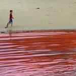 A boy walks pas a red algae bloom discolouring the water at Sydney's Clovelly Beach on November 27, 2012, which closed some beaches for swimming including Bondi Beach for a period of time.  While the red algae, known as Noctiluca scintillans or sea sparkle, has no toxic effects, people are still advised to avoid swimming in areas with discoloured water because the algae, which can be high in ammonia, can cause skin irritation.  AFP PHOTO/William WEST