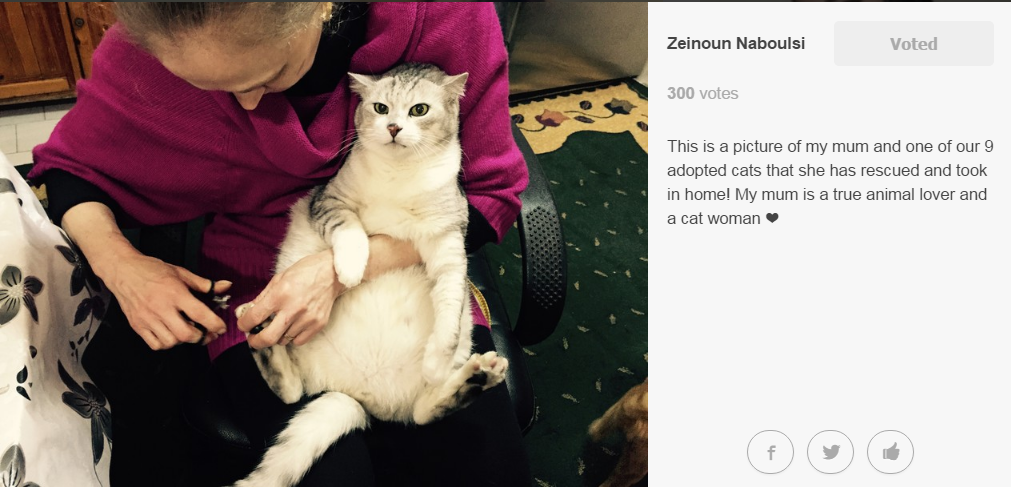 Zeinoun and his family rescued and Adopted 9 cats… so far