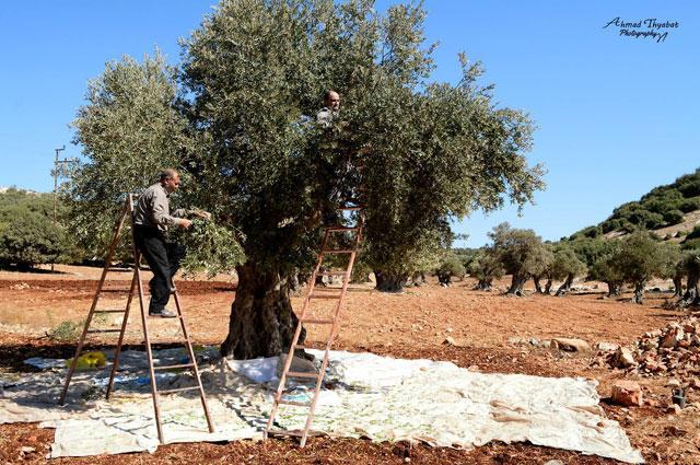 Ministry plays down impact of olive exports as syndicate urges ban