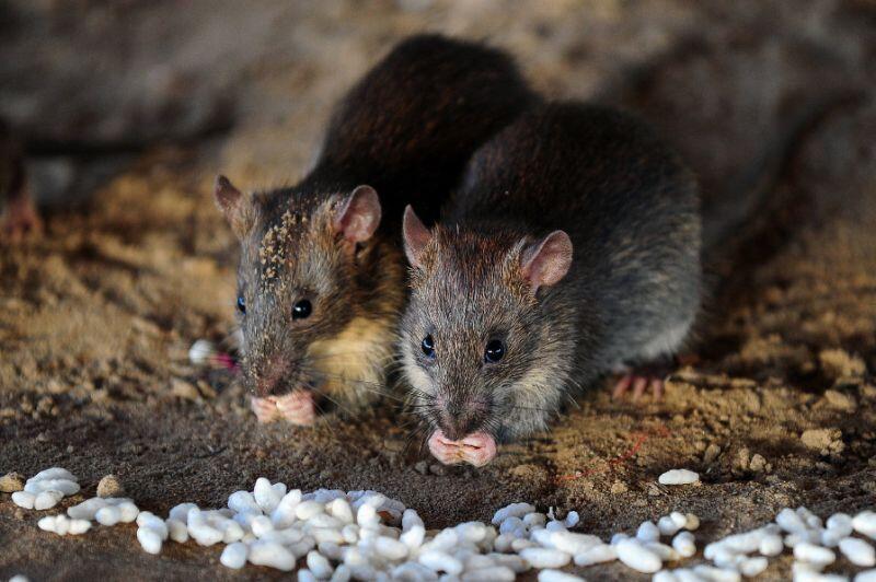 Rat race: Jakarta offers rewards to catch rodents