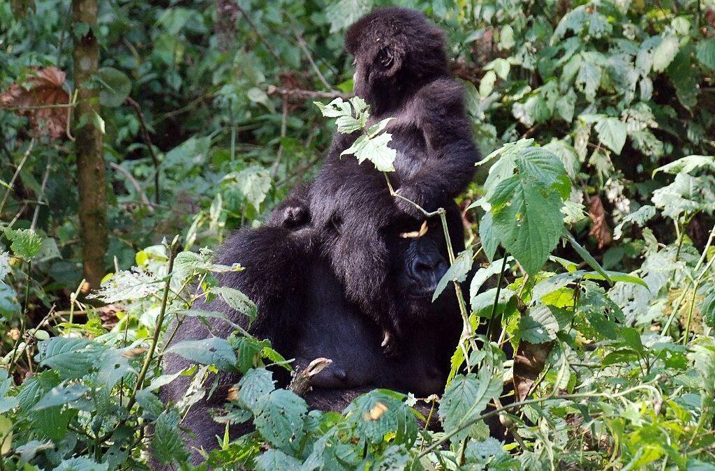 Cuddles and Kalashnikovs: protecting DR Congo’s mountain gorillas