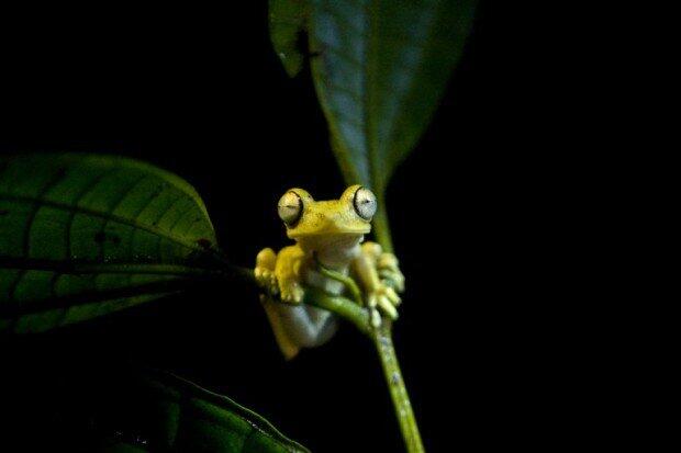 10k endangered ‘scrotum frogs’ die in Peru