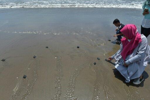 Indonesia turtles find new freedom as they scurry into sea