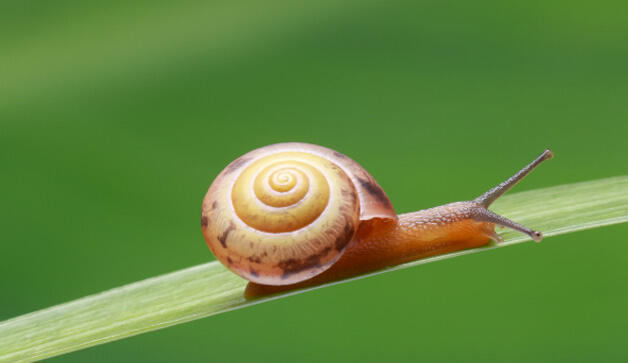 La relation entre la nature et les mathématiques qui va vous surprendre