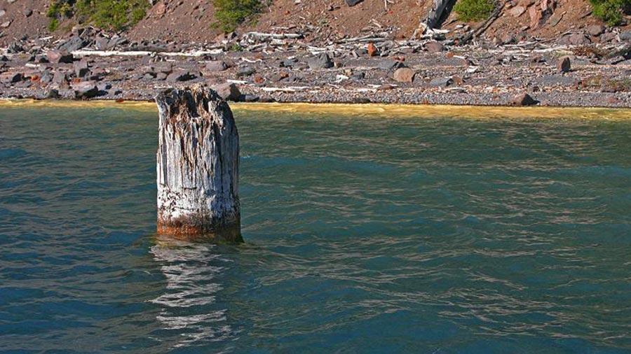 Le mystère du tronc qui est resté 120 ans debout flottant dans un lac (et on ne sait pas pourquoi)