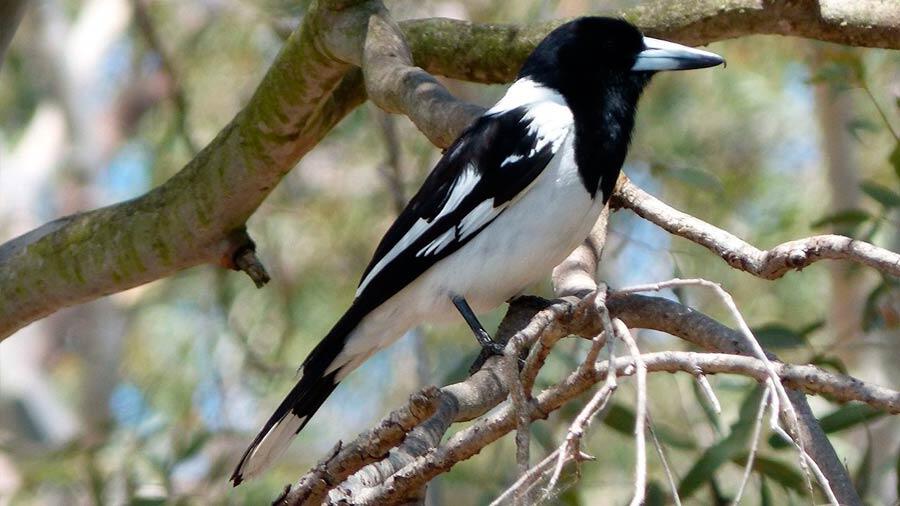 Relation entre les « Songbirds » et les musiciens