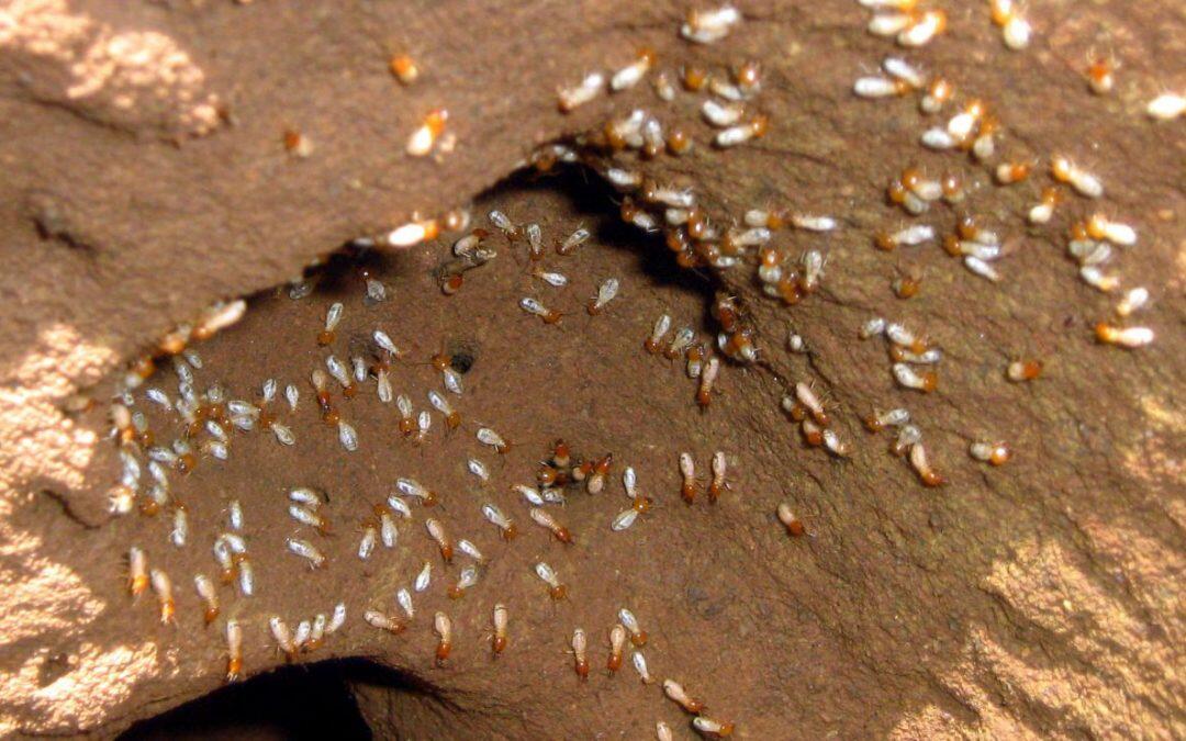 De nouvelles espèces de termites donné un nom inspiré par Garcia Marquez