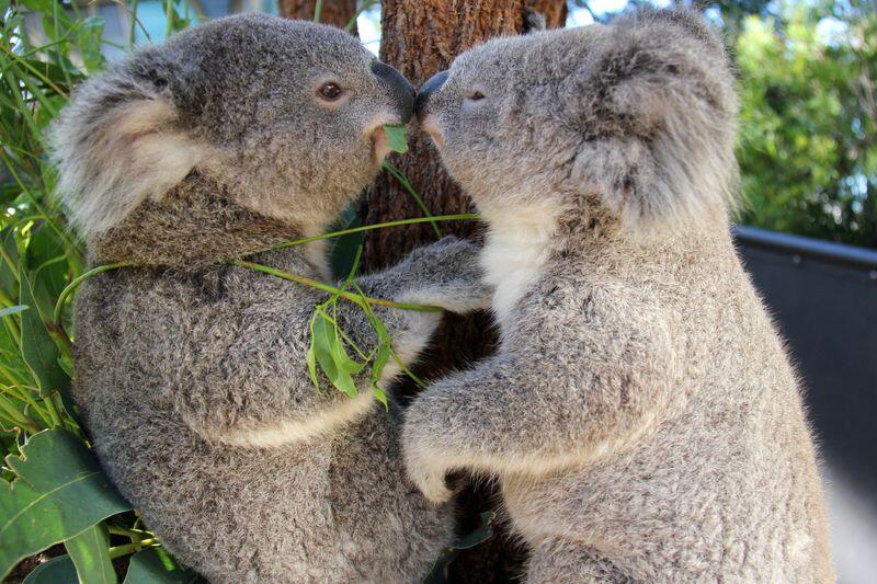 Did you know Koalas sleep around 18 hours a day