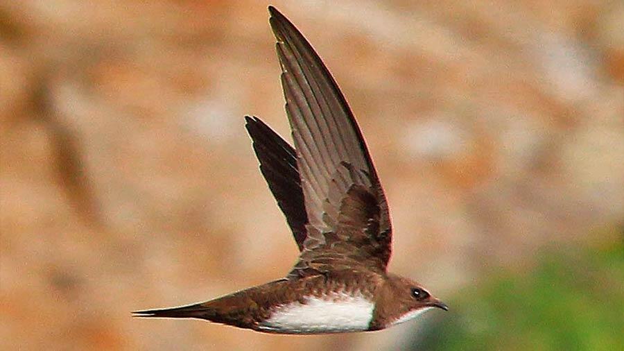 Les martinets communs peuvent passer 10 mois dans l’air sans toucher le sol