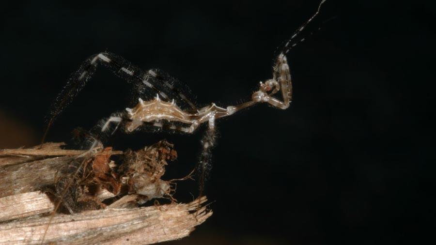 Le meurtrier « insecte »