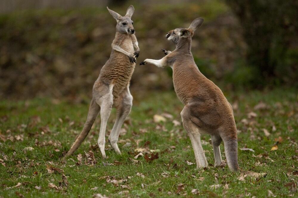 Did you know a group of kangaroos is called a mob and a group of whales is called a pod