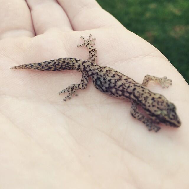 Comment les « geckos » collent au mur