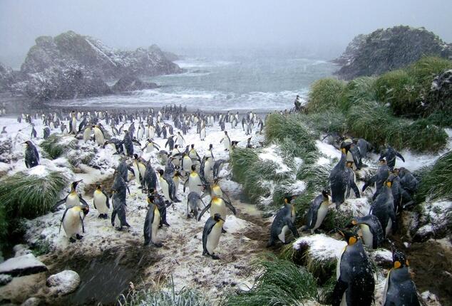 Reprieve for Australian sub-Antarctic island station