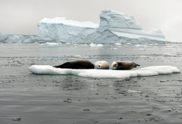 Russia holds key to Antarctic marine sanctuaries