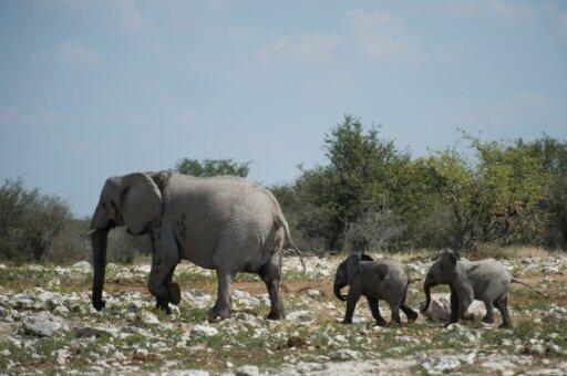 Zimbabwe, Namibia to push for ivory trade