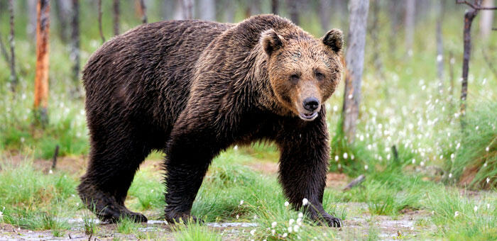 Drought threatens Spain’s wild bears with starvation