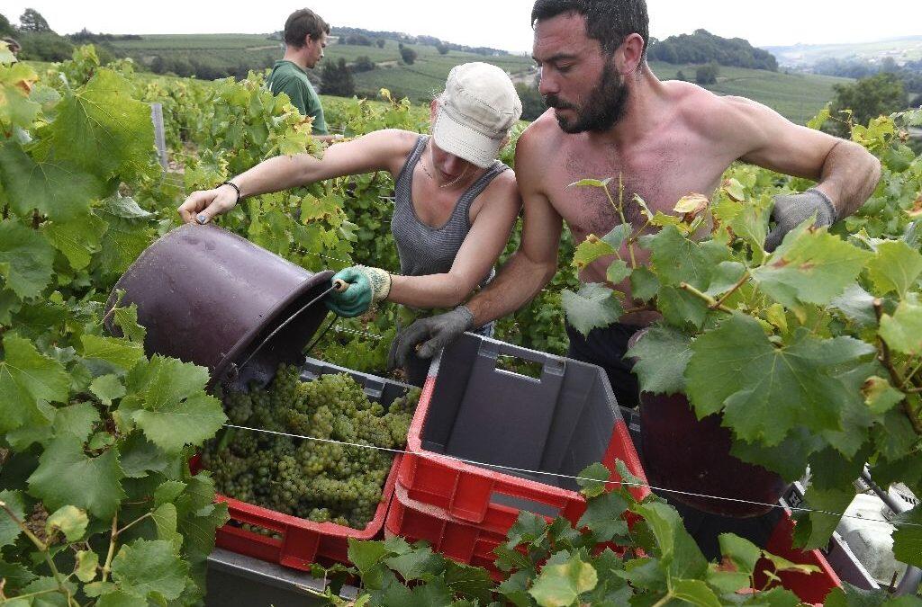 France falls back in love with its humble grape pickers