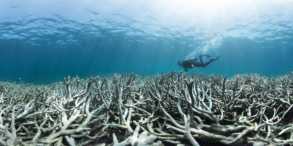 ‘Many more’ corals die in Great Barrier Reef bleaching