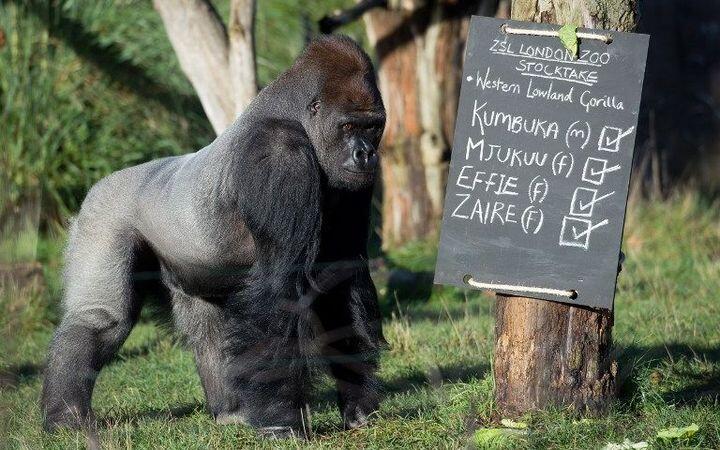 Gorilla escapes from enclosure at London Zoo