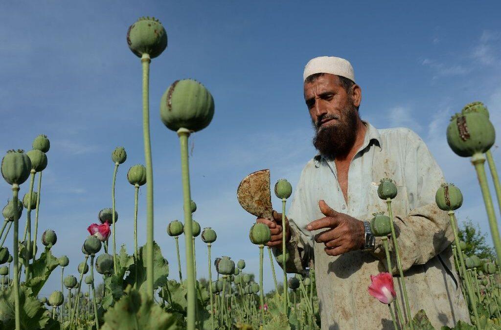 Multiple harvests drive Afghan opium boom