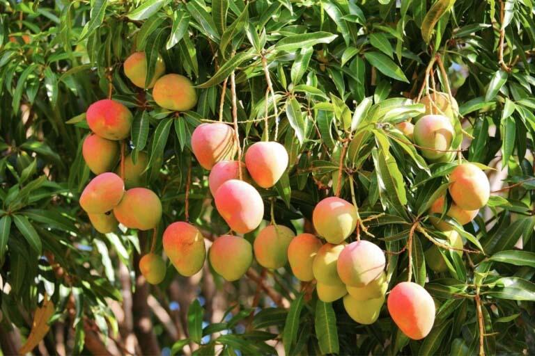 Spain: Mangoes fastest growing tropical fruit